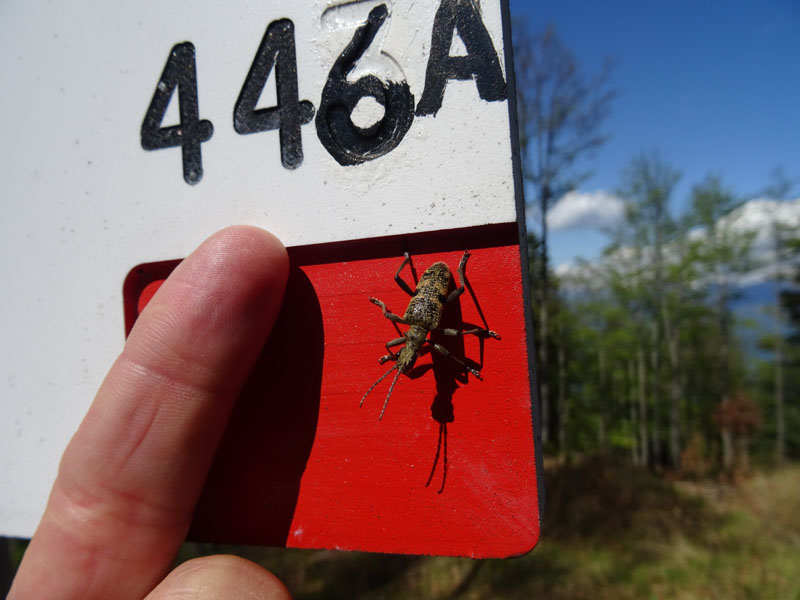 Cerambycidae: Rhagium mordax